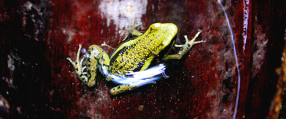 Selva y cataratas de Pucayaquillo
